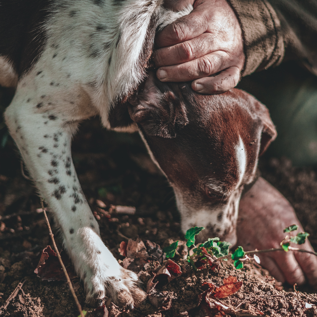 The Allure of the Truffle